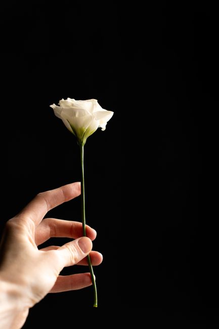 A close-up of a hand holding a single white rose by its stem against a solid black background. The rose features delicate, slightly curled petals with a soft, velvety texture. The long, slender green