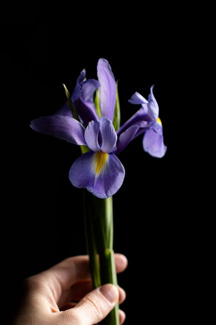 A close-up of a hand holding a small bouquet of fresh iris flowers with delicate lavender and purple petals and yellow accents, arranged with green stems visible. The flowers are presented against a d